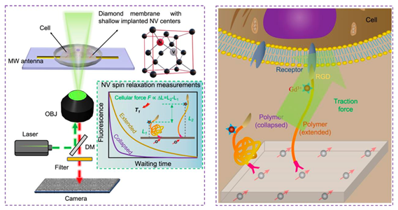 Schematic diagram illustrating the design of QDMTM. The left panel shows the working principle of the widefield quantum diamond microscope. The insert shows how the exerted cellular forces can be quantified by measuring NV centres. The right panel shows the exact force sensing mechanism. MW antenna: microwave antenna; OBJ: objective; DM: dichroic mirror.